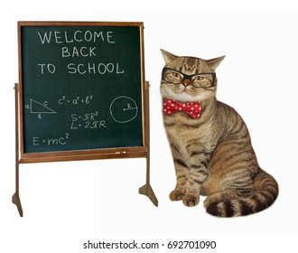 The cat teacher with glasses and a bow tie is sitting next to a blackboard. White background.