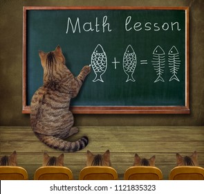 The cat teacher writes a mathematical equation on the blackboard in the classroom.