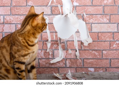 The Cat Is Tearing The Wallpaper. The Cat Sharpens Its Nails Against The Wall. Pet Harms The Home