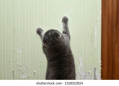 Cat Tears Wallpaper. Cat Sharpens Nails. Pet Harms The Home