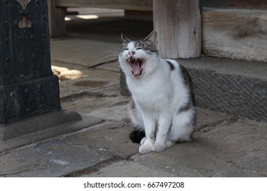 A cat at temple