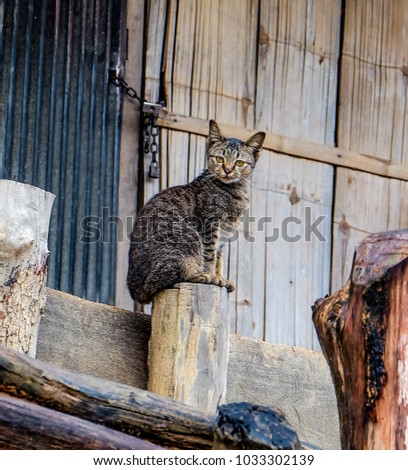 Cat Thaicat Tigercat