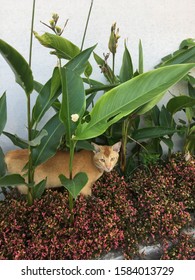 
a cat that is in a bush - Shutterstock ID 1584013729