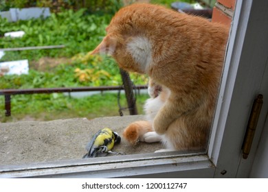 The Cat That Caught The Bird. Cat Sitting On The Window. Dead Bird.