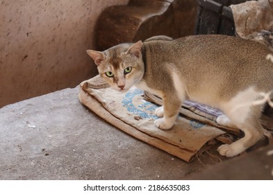 A Cat That Eats Discarded Fish Waste.