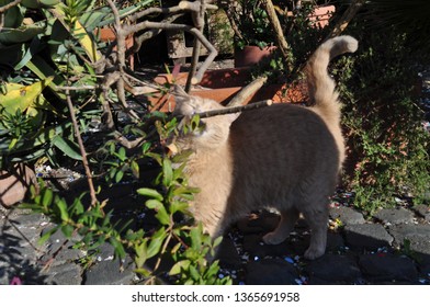 A Cat That Itches On Its Face And Wants To Scratch. So The Cat Rubs Its Nose And Face On The Branch.