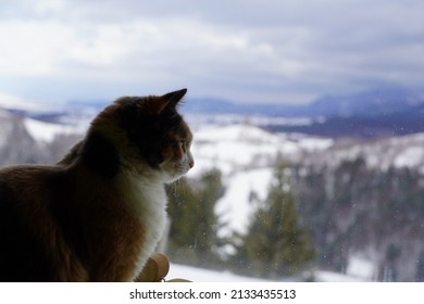 Cat That Like The Mounth 