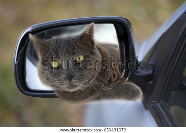Cat through a\
mirror