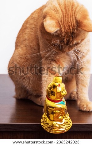 The cat throws the thing off the table close up