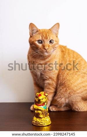 The cat throws the thing off the table close up