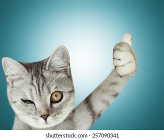 Cat Thumbs Up