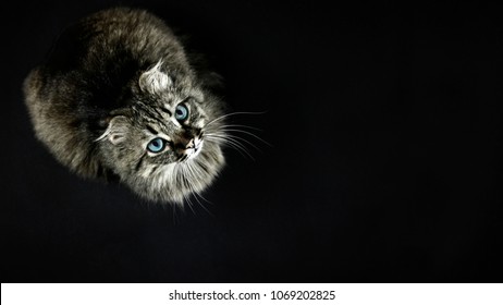 Cat tiger color with blue eyes and ears like a lynx on a black background - Shutterstock ID 1069202825