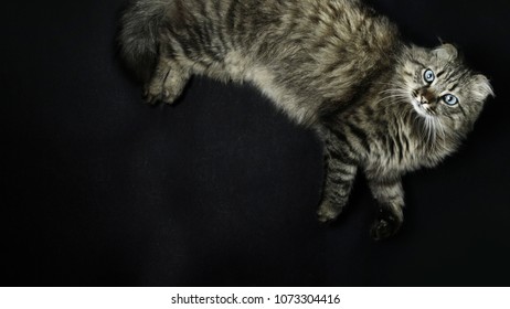 Cat tiger color with blue eyes and ears like a lynx on a black background - Shutterstock ID 1073304416
