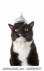 Cat In A Tin Foil Hat Looking Up