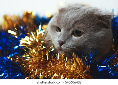 Cat In The Tinsel