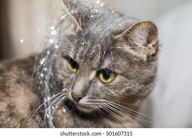 Cat With Tinsel On His Head