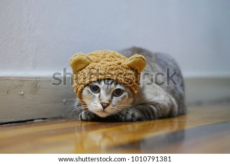 A cat or a tiny lion?