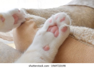 Kitty toe beans