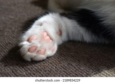 Cat Toe Beans On The Rug.  Tabby Cat Sitting On The Carpet At Home.  Copy Space Is On The Right Side.  The Concept Of How To Stop Cat Scratching The Rug Or How To Remove Pet Hair From Carpets.