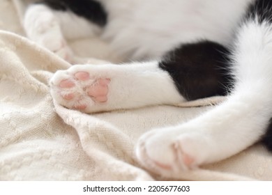 Cat toe beans on the rug.  Tabby cat sitting on the sofa at home.  Copy space is on the blurry parts of photo.  Selective focus.