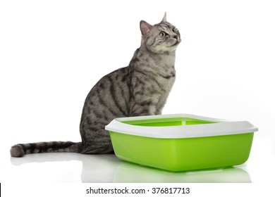 Cat with cat toilet