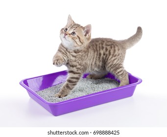 cat in toilet tray box with litter isolated