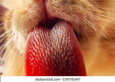 Cat Tongue Licking Camera Lens, Papillae Visible