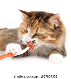 Cat With Toothbrush In Mouth. Cute Female Kitty Cleaning Teeth, Holding Toothbrush With Paw. Concept For Dental Health Month In February Or Oral Health For Pets. Isolated On White. Selective Focus.