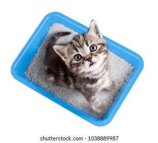 Cat top view sitting in litter box isolated
