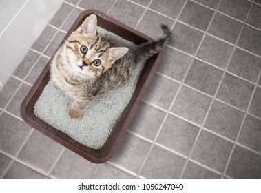 Cat top view sitting in litter box with sand on bathroom floor