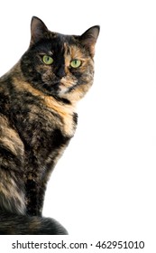 Cat of a tortoise color sits on a isolated white background