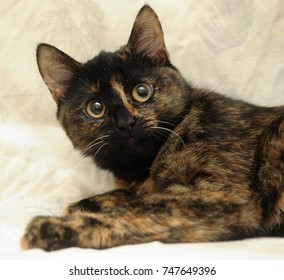 Black Cat Yellow Stripes Lying On Stock Photo (Edit Now) 1820546684