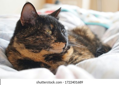 Cat With A Tortoiseshell Pattern On The Futon