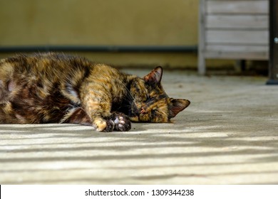 Cat tortoiseshell, pregnant, lying on the street. Clos up.