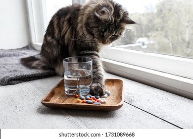 Cat Touches Pills With Paw. Vitamins For Cat