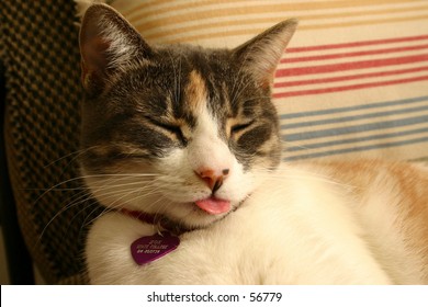 Cat With Tounge