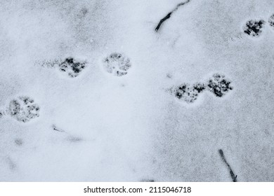 Cat tracks on white snow. The cat walked through the snow and left paw prints behind him