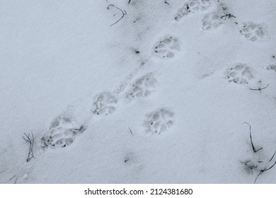 Cat tracks in the snow. Traces of a cat walking in the snow. The cat walked through the snow and left paw prints behind him