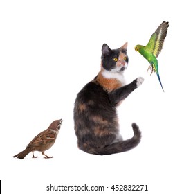  Cat Trainer Of A Budgie On A White Background