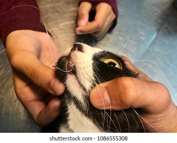 A Cat Was Traumatised By Fish Hook At Lower Lip. 