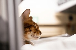 Cat Travelling By Train. Cute Cat Lying By Upper Berth. Journey With Pet Concept.