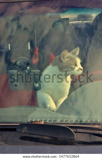 Cat travels in a car in\
the summer