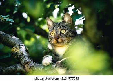 Cat in a tree lookinng and sleeping. cute cat looking after birds to hunt. playful cat want to play. - Powered by Shutterstock