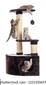 Cat Tree Scratching Post Or Activity Centre. Kittens Playing Around Isolated