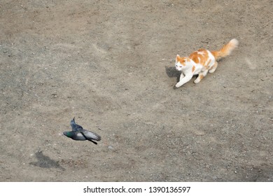 Cat trying catch a dove