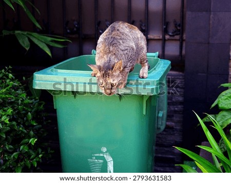 A cat trying to jumping down from the trash bin 