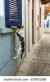 Cat Trying To Sneak In A House Through The Window, In Nisyros Island, Dodecanese, Greece.