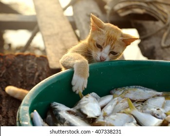 Cat Trying To Steal Food From Fisherman