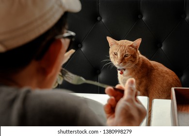 Cat Trying To Steal Some Food From Human.