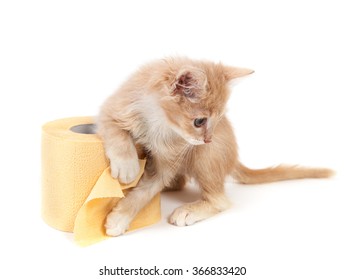 Cat Tumbles Playing With Yellow Toilet Paper